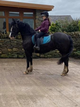 Image 2 of Stunning registered section d mare. 14.2hh. 8yrs