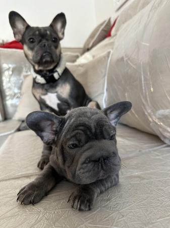 Image 2 of BIG ROPE FRENCH BULLDOGS