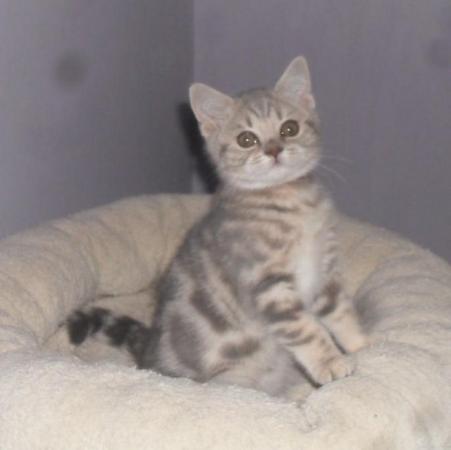 Image 5 of *READY NOW* British Shorthair Blue Female Kitten