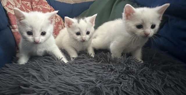 Image 6 of White Kittens available