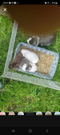 Image 3 of ** ready now ** 2 pure breed mini lop only bew left