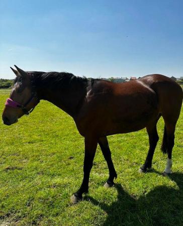 Image 3 of 15’3 broodmare / project - PLEASE READ BEFORE MESSAGING ME.