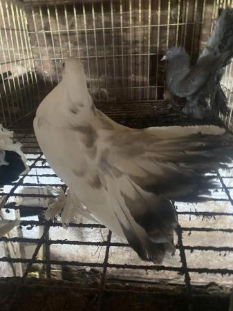 Image 5 of 3 Indian Fantail Pigeons 2024 hatched