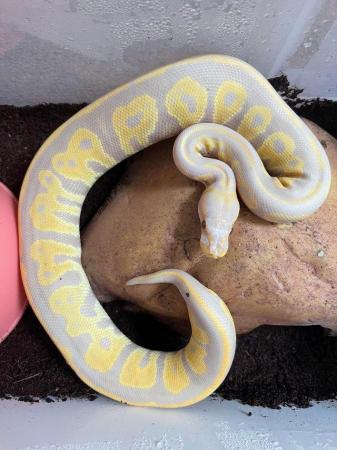 Image 1 of Ball pythons for sale male & female morphs