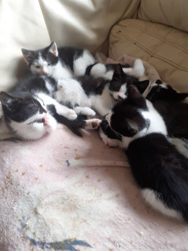 Preview of the first image of 5.Kittens 9 weeks oldon 24th april 2024,.