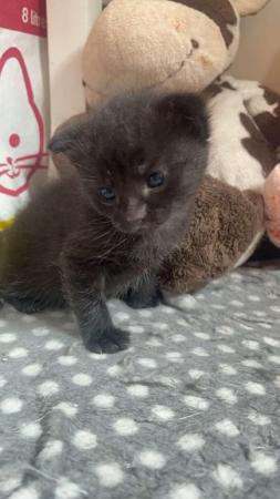 Image 6 of 3 kittens available now  deposit secures