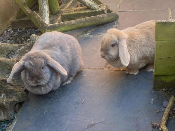 Image 4 of Two Lop Head sisters in need of a new home