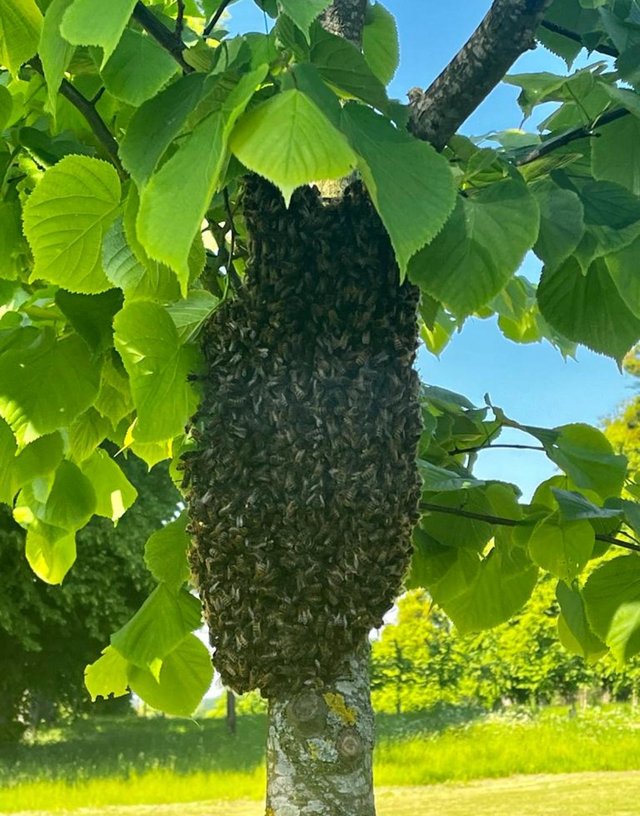 Preview of the first image of Bee swarm free removal..