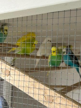Image 4 of Young adult budgies various colours