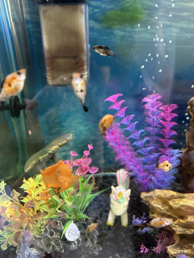 Tropical Baby Molly fish — photo 4 of 4