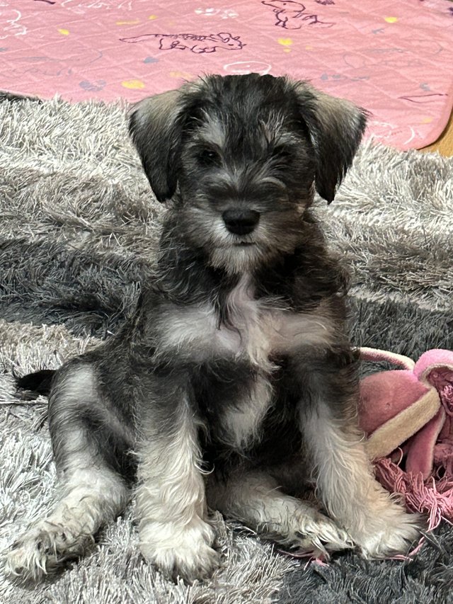 Preview of the first image of Miniature schnauzer cross puppies.