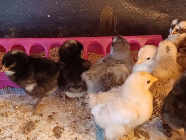Image 7 of Various Chicks for sale bb6 7ns