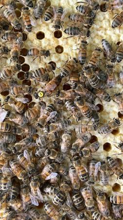 Image 9 of Langstroth Spring Bee Nucs 2024