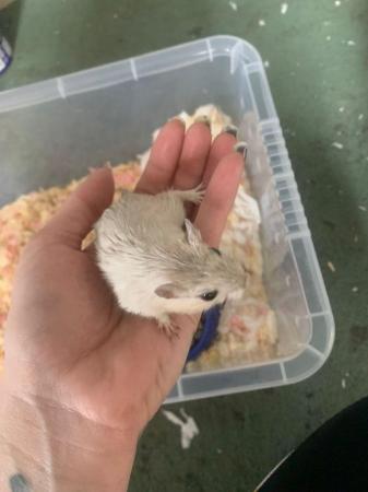 Image 5 of Hand tame baby female gerbil