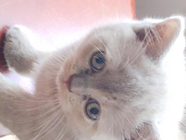 Image 5 of GCCF registered British Shorthair Kittens