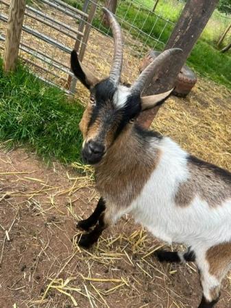 Image 2 of Pygmy/Dwarf Dairy Goats for sale