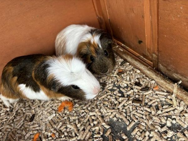 Image 4 of Two beautiful guinea pigs are looking for a new home