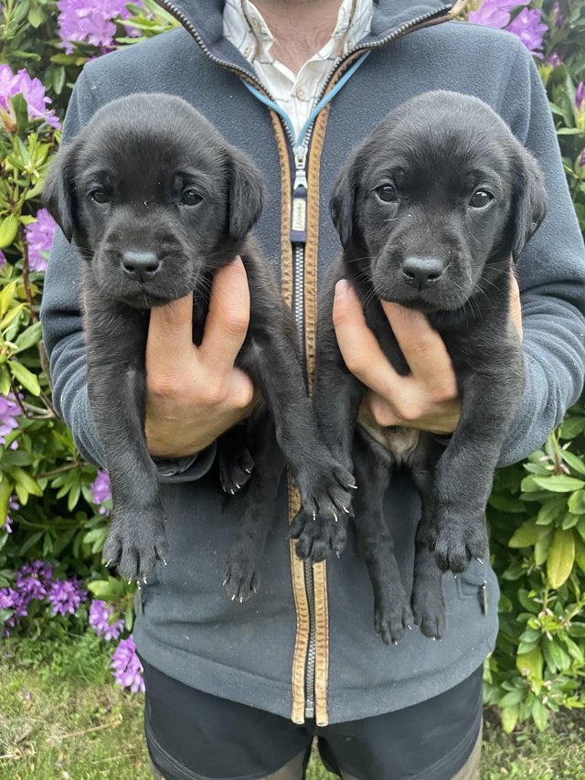 Preview of the first image of Working labrador puppies from health tested parents.