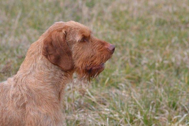 Image 1 of Hungarian Wire Haired Vizsla Stud (Import)