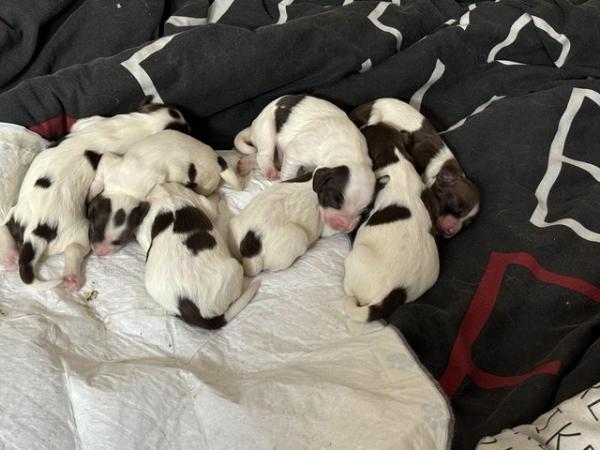 Image 5 of Springer Spaniel KC Registered Puppies Litter of 10