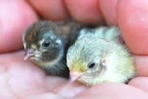 Image 1 of Day old chicks available soon