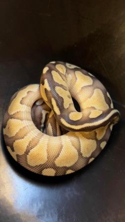 Image 2 of Female ball python cute girl python