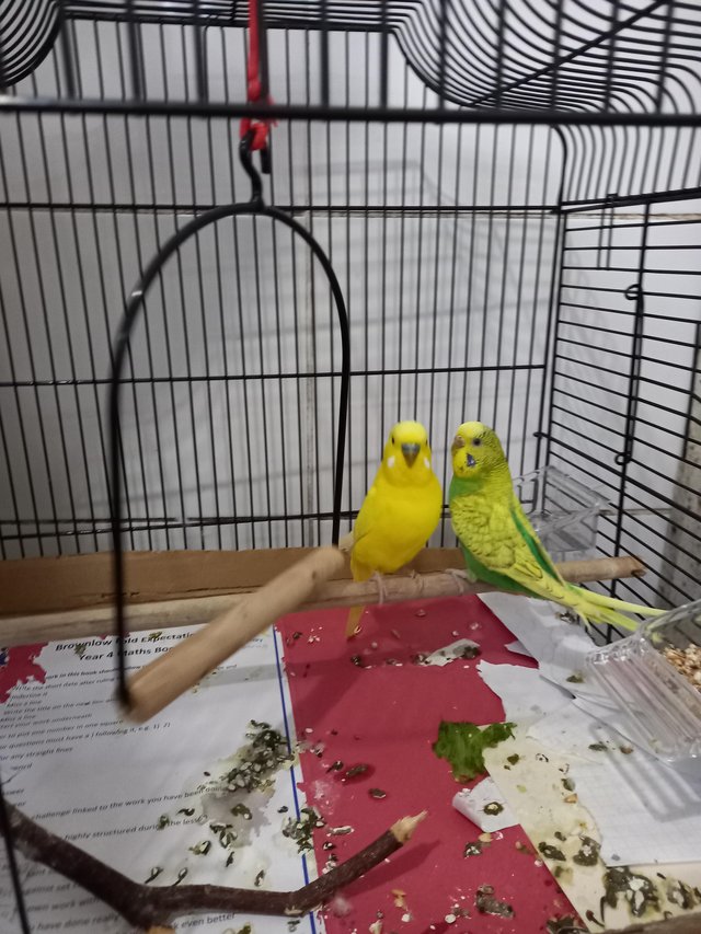 Preview of the first image of Lovely Breeder pairs of budgies looking for a new house.