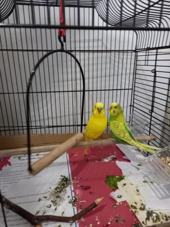 Image 1 of Lovely Breeder pairs of budgies looking for a new house