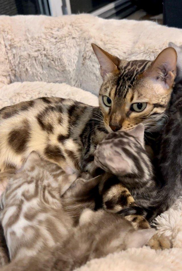 Preview of the first image of Stunning 5 Generations Pedigree Bengal Kittens in London.