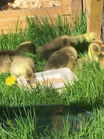 Image 3 of Embden goslings unsexed …………….