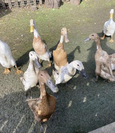 Image 4 of Gorgeous Pure Breed Indian Runner Ducklings