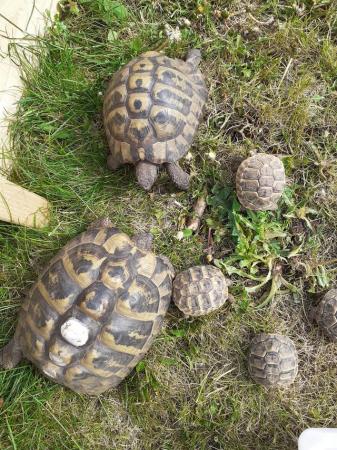 Image 2 of BABY HERMANNS TORTOISE FOR SALE