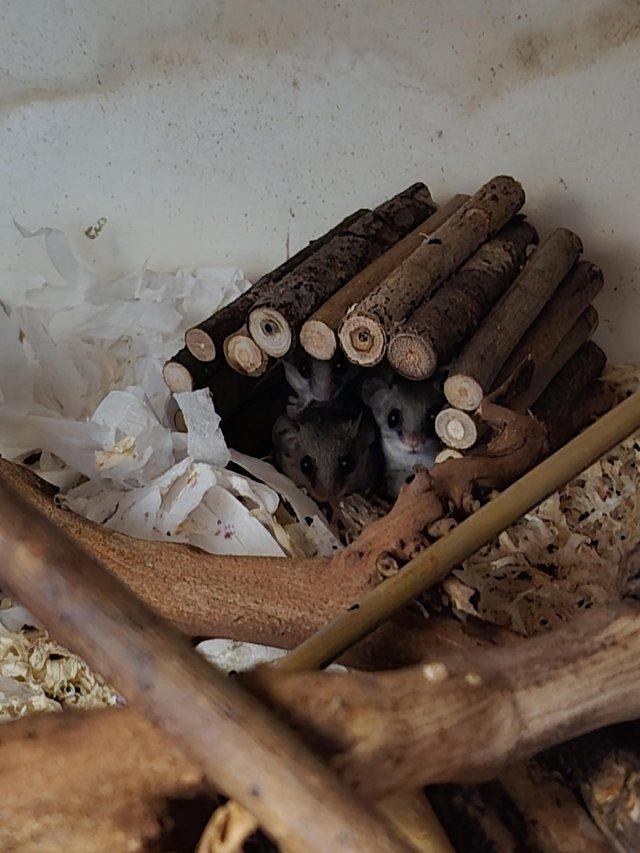 Preview of the first image of African pygmy dormouse for sale.