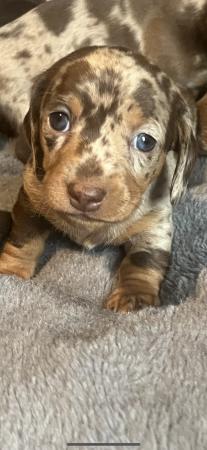 Image 1 of Outstanding miniature dachshund puppies