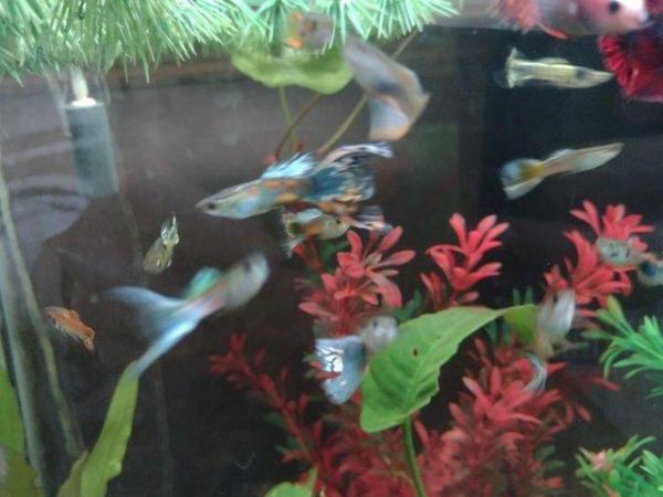 Image 3 of Male Guppies various colours 10 fish for £5