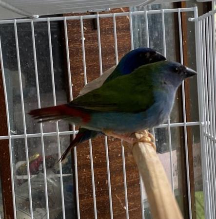 Image 1 of Red Face Parrot Finches & blue Parrot Finches. Others availa