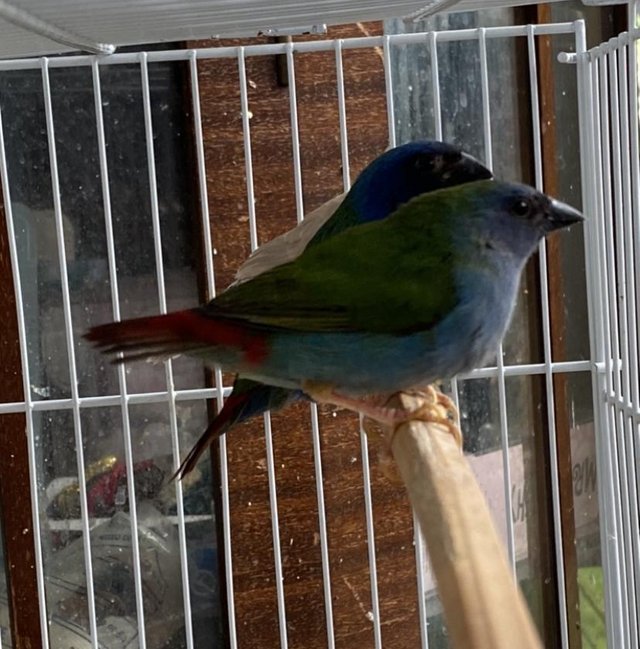 Preview of the first image of Red Face Parrot Finches & blue Parrot Finches. Others availa.
