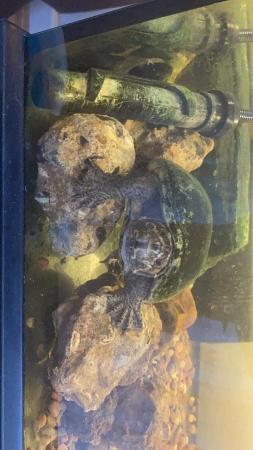 Image 1 of musk turtle for sale (price is negotiable)