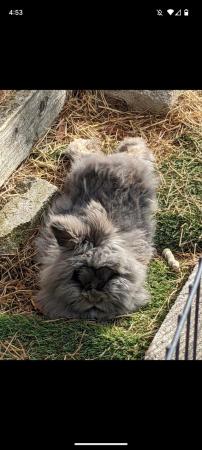 Image 5 of Lionhead rabbits for sale Mixed