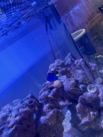 Image 1 of Blue Regal Tang & 2 Clown Fish (Small)