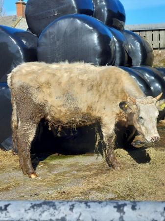Image 1 of Lim/blue heifer incalf for sale