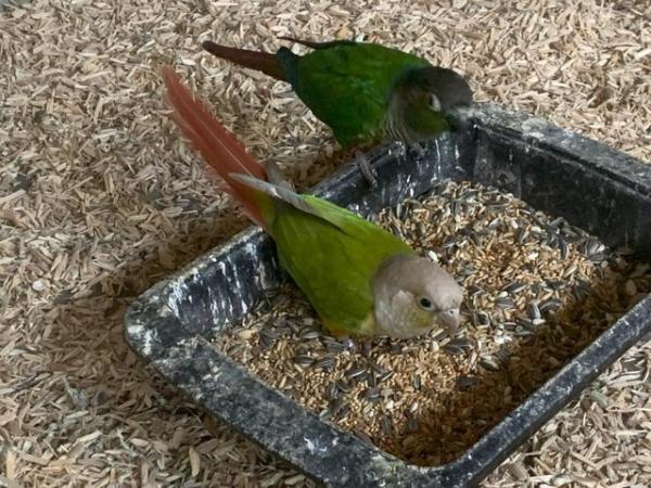 Image 2 of conures breeding pair for sale