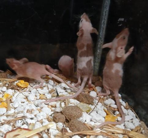 Image 18 of Naked Mice , Males and Females