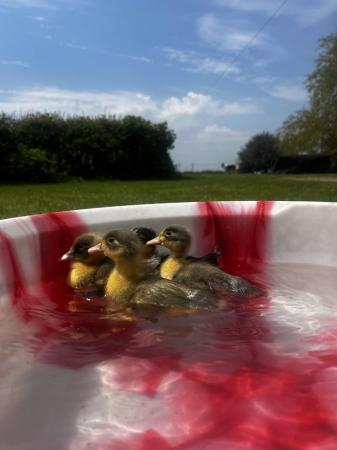 Image 2 of muscovy ducklings for sale