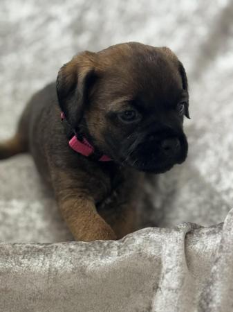 Image 5 of Slem clear border terrier girl 3/4 oxcroft ready now