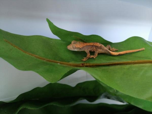 Image 4 of Crested geckos babys, stunners for sale 2 avaliable