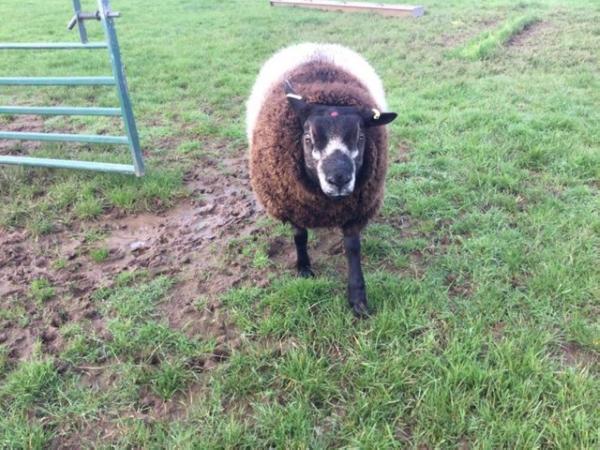 Image 3 of Blue Texel shearling ram for sale