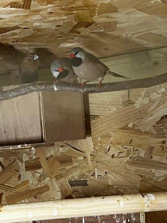 Image 2 of Heck’s finches Proven Pairs x 2