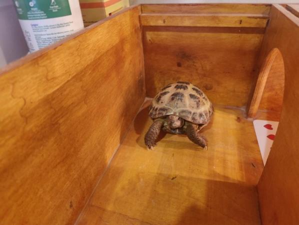 Image 5 of [Sold] Horsfield tortoise - 4 years old