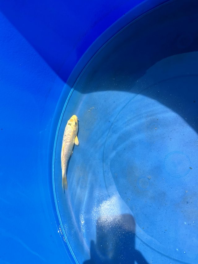 Preview of the first image of 3-6inch koi reared from new Forrest koi fry.